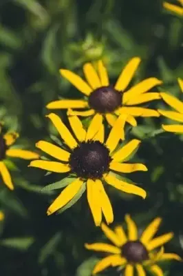 RUDBECKIA 'Little Goldstar' - image 2