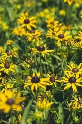 RUDBECKIA 'Little Goldstar' - image 3