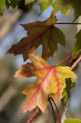 ACER x freemanii 'Autumn Blaze' - image 4