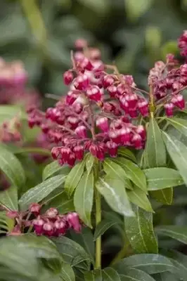 PIERIS japonica 'Passion' - image 2