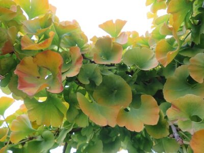 GINKGO biloba - image 2