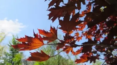 ACER platanoides'Crimson Sentry' - image 3