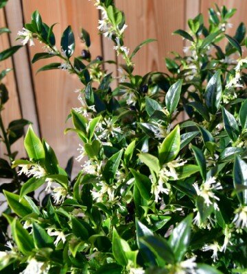 SARCOCOCCA confusa - image 2