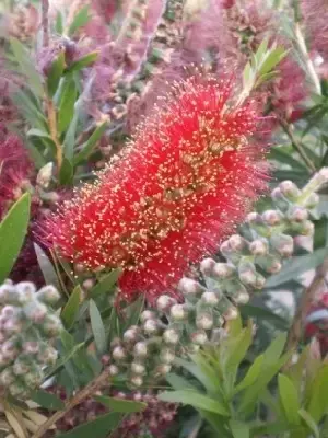 CALLISTEMON 'Red Clusters' - image 2