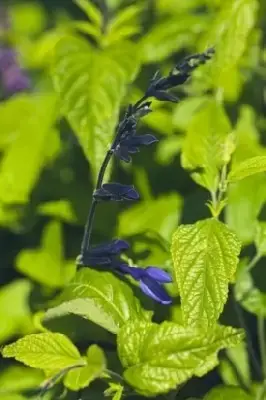 SALVIA guaranitica 'Black and Blue' - image 2