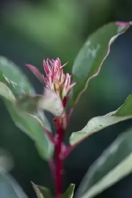 PHOTINIA x fraseri 'Pink Marble' - image 2