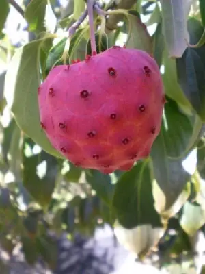 CORNUS kousa chinensis - image 2