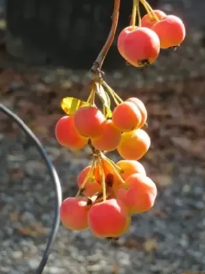 MALUS x robusta 'Red Sentinel' - image 3