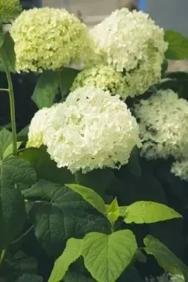 HYDRANGEA arborescens 'Annabelle' - image 2