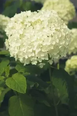 HYDRANGEA arborescens 'Annabelle' - image 3