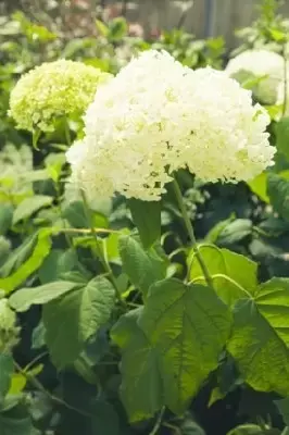 HYDRANGEA arborescens 'Annabelle' - image 4