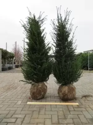 TAXUS baccata - image 2