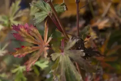 ACER japonicum 'Aconitifolium' - image 8