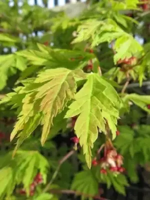 ACER japonicum 'Aconitifolium' - image 2