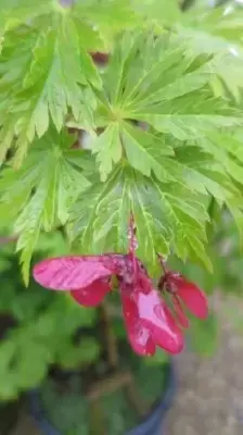 ACER japonicum 'Aconitifolium' - image 3