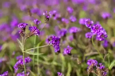 VERBENA rigida - image 2