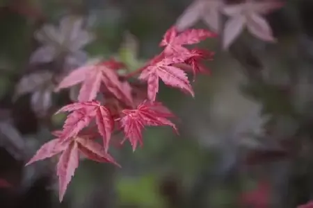 ACER palmatum 'Deshojo' - image 3