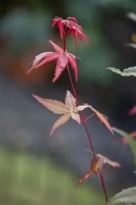 ACER palmatum 'Deshojo' - image 4