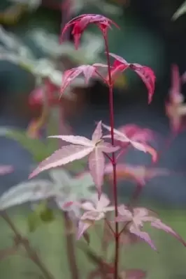 ACER palmatum 'Deshojo' - image 5