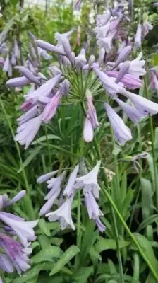 AGAPANTHUS 'Liam's Lilac' - image 1