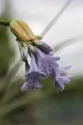 AGAPANTHUS 'Liam's Lilac' - image 2