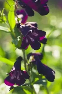 PENSTEMON 'Blackbird' - image 2