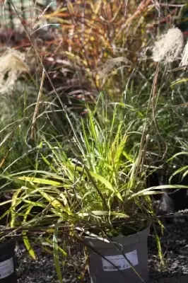 MISCANTHUS nepalensis - image 3