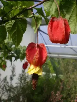 ABUTILON megapotamicum - image 2