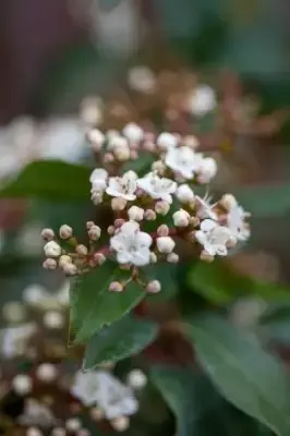 VIBURNUM tinus - image 3