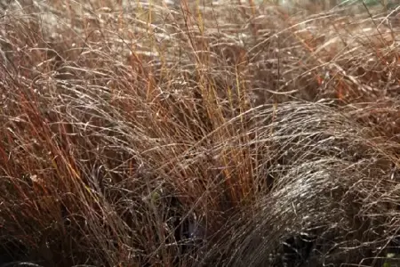 CAREX buchananii - image 2