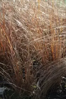 CAREX buchananii - image 3