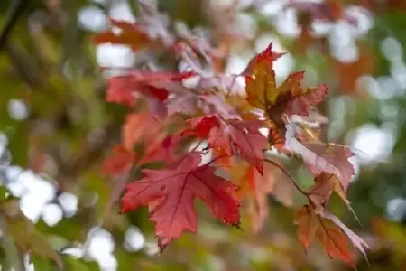 ACER x freemanii 'Autumn Blaze' - image 2