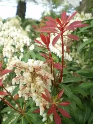 PIERIS japonica 'Mountain Fire' - image 2