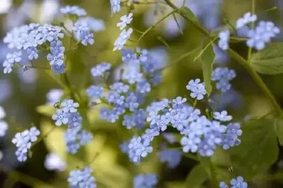 BRUNNERA macrophylla 'Jack Frost' - image 2