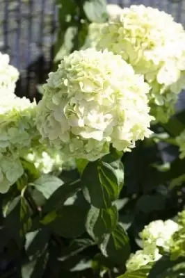 HYDRANGEA paniculata 'Limelight' - image 3