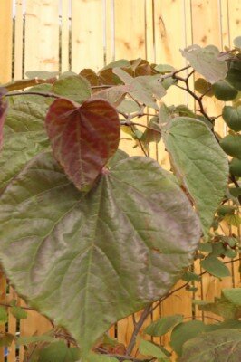 CERCIS canadensis 'Forest Pansy' - image 2