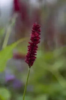 BISTORTA amplexicaulis 'Blackfield' - image 1