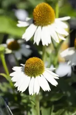 ECHINACEA purpurea 'White Swan' - image 2