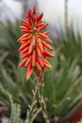 ALOE x spinosissima - image 2