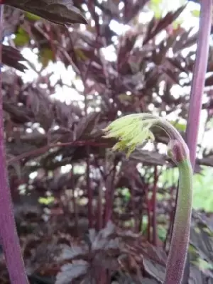 ACTAEA simplex 'Brunette' - image 2