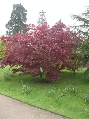 ACER palmatum 'Bloodgood' - image 2