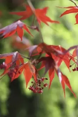 ACER palmatum 'Bloodgood' - image 3