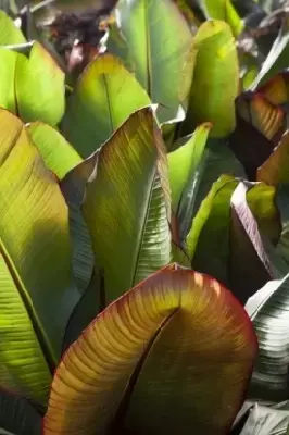 ENSETE ventricosum 'Maurelii' - image 2