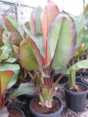 ENSETE ventricosum 'Maurelii' - image 4