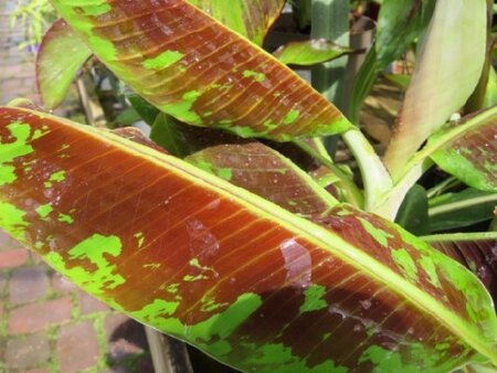 MUSA acuminata 'Dwarf Cavendish' - image 2