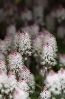 TIARELLA 'Spring Symphony' - image 3