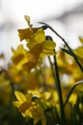 Narcissus 'Tete-a-Tete'