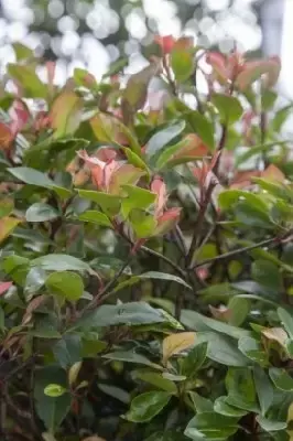 PHOTINIA x fraseri 'Little Red Robin' - image 1