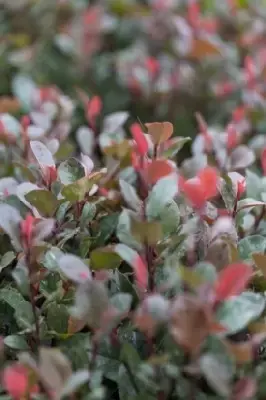 PHOTINIA x fraseri 'Little Red Robin' - image 2