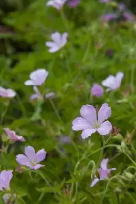 GERANIUM endressii - image 2